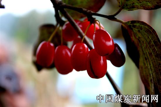 贾会敏：山茱萸